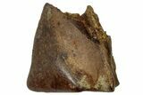 Fossil Hadrosaur (Edmontosaurus) Shed Tooth - Wyoming #323964-1